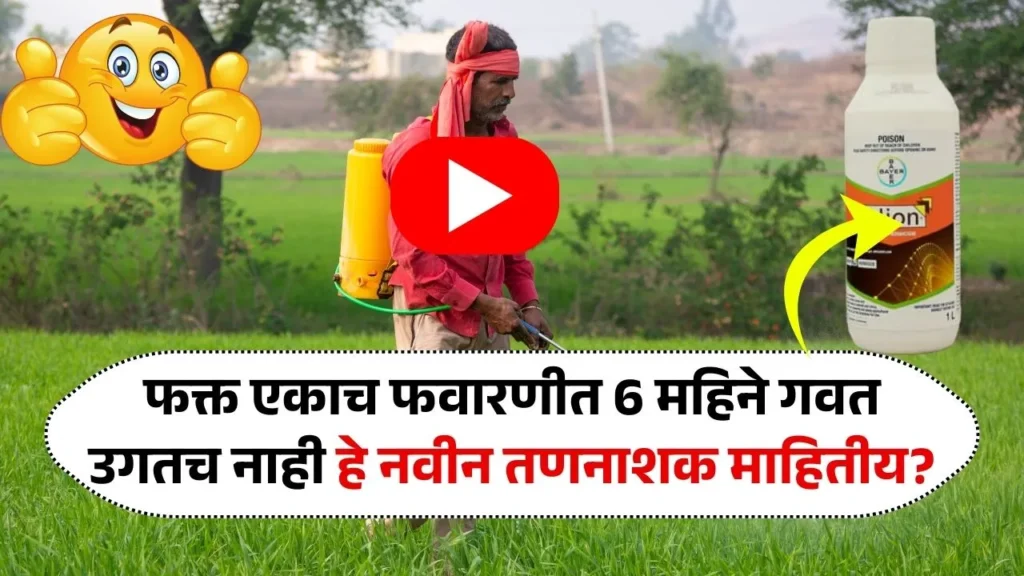 फक्त एका फवारणीत 6 महिने गवत उगतच नाही हे नवीन तणनाशक माहितीय का? Bayer Aliance Plus