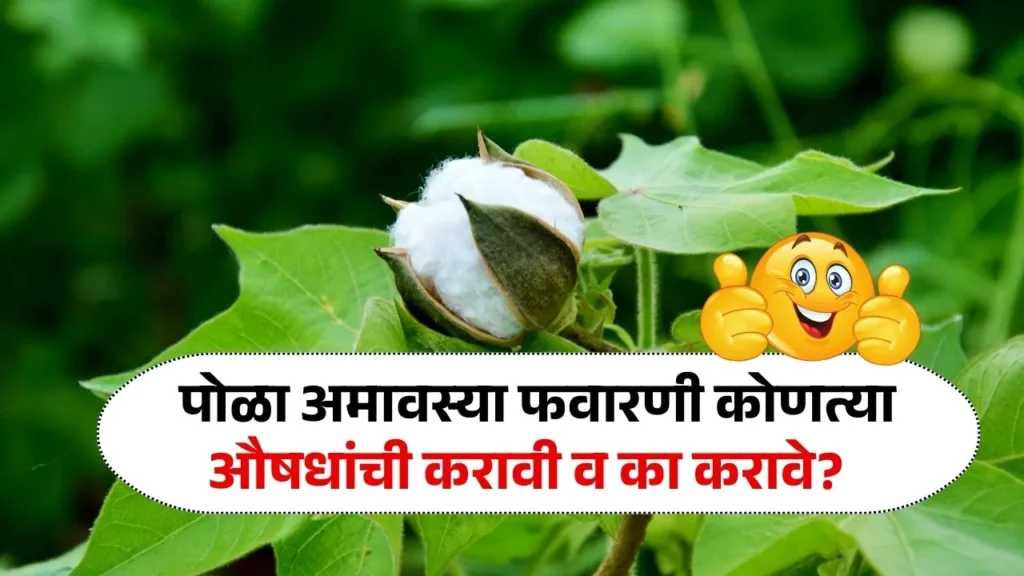 पोळा अमावस्या कापूस पिकांवर याचं औषधांची फवारणी करा पिक वाचवा Pola Amavasya Kapus