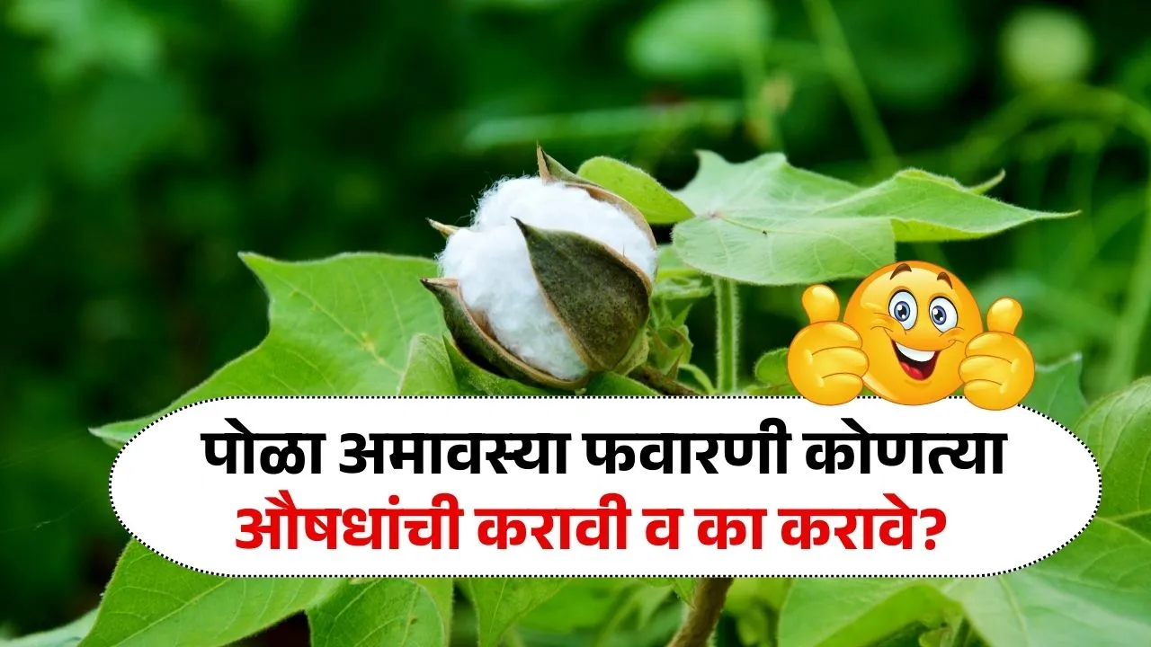 पोळा अमावस्या कापूस पिकांवर याचं औषधांची फवारणी करा पिक वाचवा Pola Amavasya Kapus